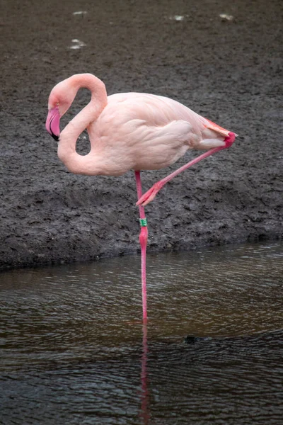beautiful flamingo on 1 leg