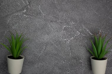 Gri arkaplanda yeşil bir saksı