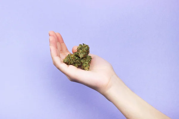 Eine Weibliche Hand Mit Natürlichen Nägeln Hält Drei Trockene Knospen — Stockfoto