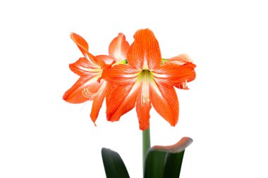 Beyaz arka plan makro fotoğrafçılığında parlak kırmızı bir çiçek. Kırmızı taçyapraklı çiçek açan Amarilllis yakın plan fotoğrafı. Kırmızı zambak çiçeği arkaplanının izole edilmiş fotoğrafı..