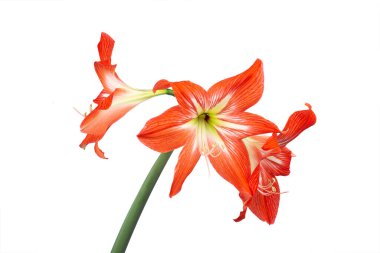 Beyaz arka plan makro fotoğrafçılığında parlak kırmızı bir çiçek. Kırmızı taçyapraklı çiçek açan Amarilllis yakın plan fotoğrafı. Kırmızı zambak çiçeği arkaplanının izole edilmiş fotoğrafı..