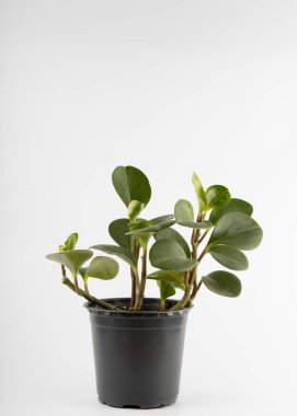 Peperomia obtusifoli 'nin beyaz arka planda izole edilmiş siyah plastik bir çömlekteki birkaç kesiği.