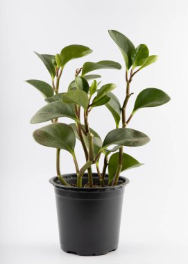 Peperomia obtusifoli 'nin beyaz arka planda izole edilmiş siyah plastik bir çömlekteki birkaç kesiği.