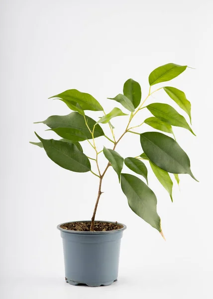 Stock image A small cutting of ficus benjamina in a gray plastic pot isolated on a white background