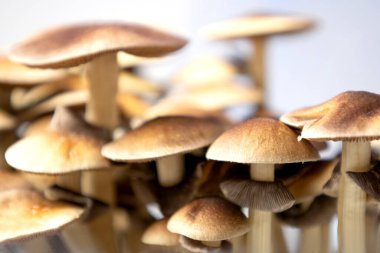 Beyaz arkaplanda Psilocybe cubensis Arjantin türünün birçok mantarı.  