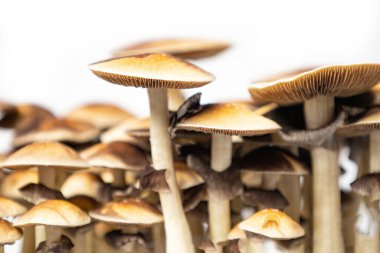 Beyaz arkaplanda Psilocybe cubensis Arjantin türünün birçok mantarı.  