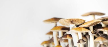Beyaz arkaplanda Psilocybe cubensis Arjantin türünün birçok mantarı.  
