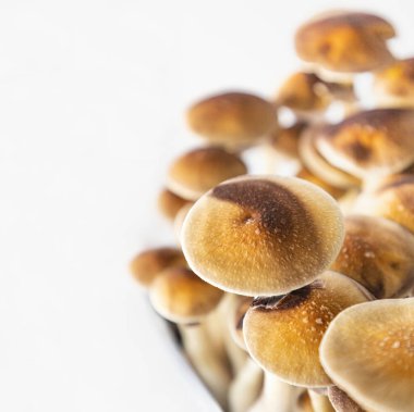 Beyaz arkaplanda Psilocybe cubensis Arjantin türünün birçok mantarı.  
