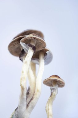 Beyaz arkaplanda Psilocybe cubensis Arjantin türünün birçok mantarı.  