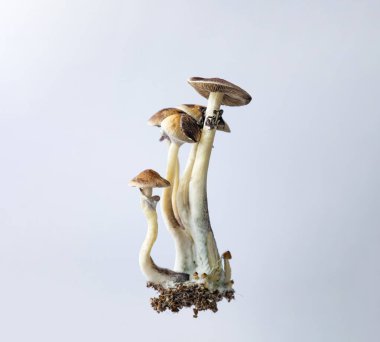 Beyaz arkaplanda Psilocybe cubensis Arjantin türünün birçok mantarı.  