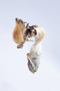  Psilocybe cubensis Arjantin mantarı beyaz arka planda uçar. Bir sürü boş alan