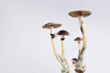 Beyaz arkaplanda Psilocybe cubensis Arjantin türünün birçok mantarı.  