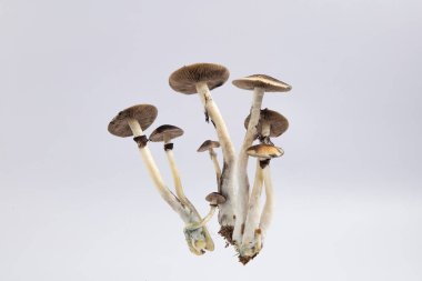 Beyaz arkaplanda Psilocybe cubensis Arjantin türünün birçok mantarı.  