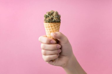 CBD içerikli kurumuş tıbbi marihuana bir kadının elindeki waffle dondurmasında. Pembe arka planda. Alternatif tıbbi esrar tedavisi