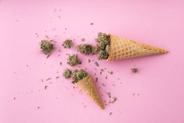 Kuru tıbbi marihuana tomurcukları pembe arka plandaki kremalı dondurma külahlarının üzerinde yatıyor. Alternatif tıbbi esrar tedavisi