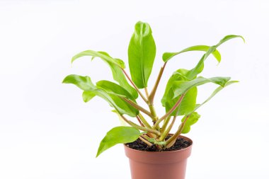 Genç filodendron limon bitkisi kahverengi plastik tencerede beyaz arka planda izole