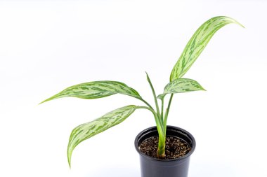 Genç yeşil aglaonema bitkisi siyah bir tencerede. beyaz arkaplanda izole