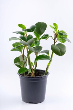 Genç yeşil bitki Peperomia obtusifolia siyah bir tencerede. beyaz arkaplanda izole