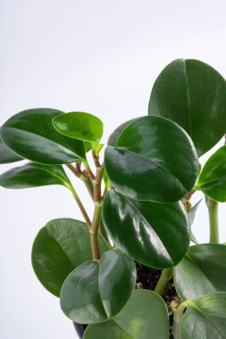 Genç yeşil bitki Peperomia obtusifolia siyah bir tencerede. beyaz arkaplanda izole