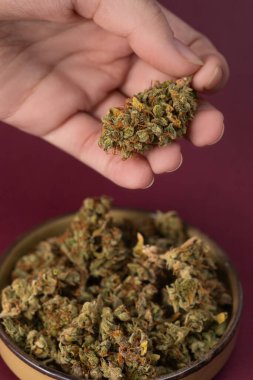 in a woman's hand a dry bud of medical marijuana, in a bowl nearby a number of cannabis flowers on a dark red background clipart