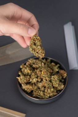 in a woman's hand a dry bud of medical marijuana, below in a bowl are cannabis flowers, next to it are rolling papers on a black background clipart