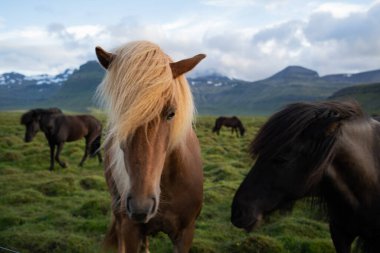 İzlanda atları İzlanda 'daki Berg At Çiftliği' nde otluyor. Yüksek kalite fotoğraf. İzlanda 'nın güzel atları Snaefellsnes yarımadasının çimenli ovalarında dolaşıyorlar..