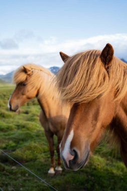 İzlanda atları İzlanda 'daki Berg At Çiftliği' nde otluyor. Yüksek kalite fotoğraf. İzlanda 'nın güzel atları Snaefellsnes yarımadasının çimenli ovalarında dolaşıyorlar..