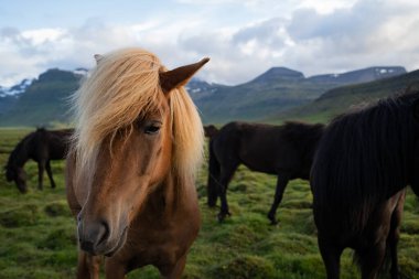 İzlanda atları İzlanda 'daki Berg At Çiftliği' nde otluyor. Yüksek kalite fotoğraf. İzlanda 'nın güzel atları Snaefellsnes yarımadasının çimenli ovalarında dolaşıyorlar..