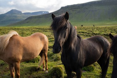 İzlanda atları İzlanda 'daki Berg At Çiftliği' nde otluyor. Yüksek kalite fotoğraf. İzlanda 'nın güzel atları Snaefellsnes yarımadasının çimenli ovalarında dolaşıyorlar..