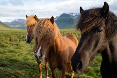 İzlanda atları İzlanda 'daki Berg At Çiftliği' nde otluyor. Yüksek kalite fotoğraf. İzlanda 'nın güzel atları Snaefellsnes yarımadasının çimenli ovalarında dolaşıyorlar..