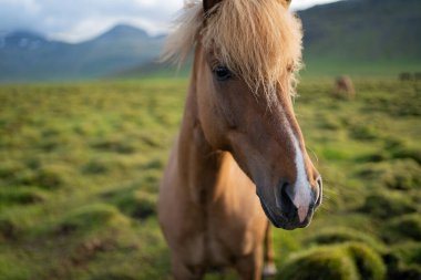 İzlanda atları İzlanda 'daki Berg At Çiftliği' nde otluyor. Yüksek kalite fotoğraf. İzlanda 'nın güzel atları Snaefellsnes yarımadasının çimenli ovalarında dolaşıyorlar..