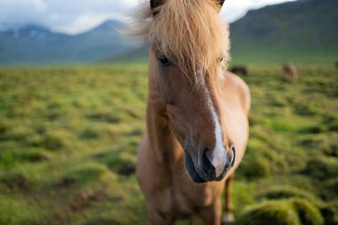 İzlanda atları İzlanda 'daki Berg At Çiftliği' nde otluyor. Yüksek kalite fotoğraf. İzlanda 'nın güzel atları Snaefellsnes yarımadasının çimenli ovalarında dolaşıyorlar..