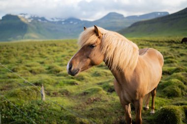 İzlanda atları İzlanda 'daki Berg At Çiftliği' nde otluyor. Yüksek kalite fotoğraf. İzlanda 'nın güzel atları Snaefellsnes yarımadasının çimenli ovalarında dolaşıyorlar..