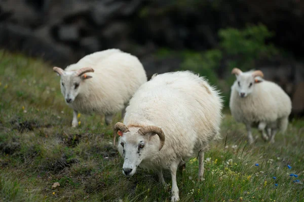 Icelandic Sheep Roaming Hills Iceland High Quality Photo North European — Stock Photo, Image