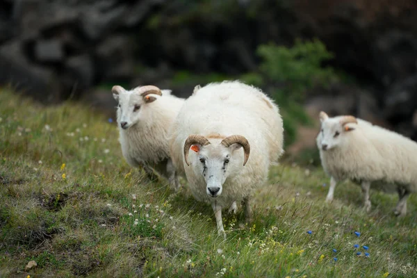アイスランドの羊はアイスランドの丘を歩き回っています 高品質の写真 北ヨーロッパの短い尾の羊 — ストック写真