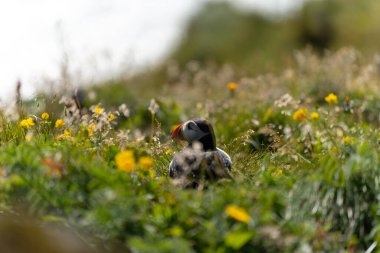 Atlantic Puffin on Icelands South Coast. High quality photo
