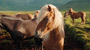 İzlanda atları İzlanda 'daki Berg At Çiftliği' nde otluyor. Yüksek kalite 4K video. İzlanda 'nın güzel atları Snaefellsnes yarımadasının çimenli ovalarında dolaşıyorlar..