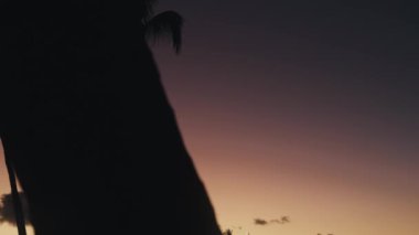 Palmiye Ağaçlı Güzel Portakal ve Pembe Gün Batımı