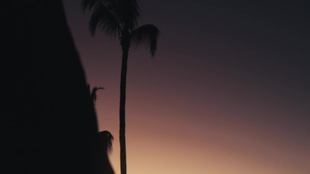 Piękny Pomarańczowy Różowy Zachód Słońca Palmami — Wideo stockowe
