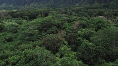 Hawaii 'deki Hoomaluhia Botanik Bahçesi Havalimanı