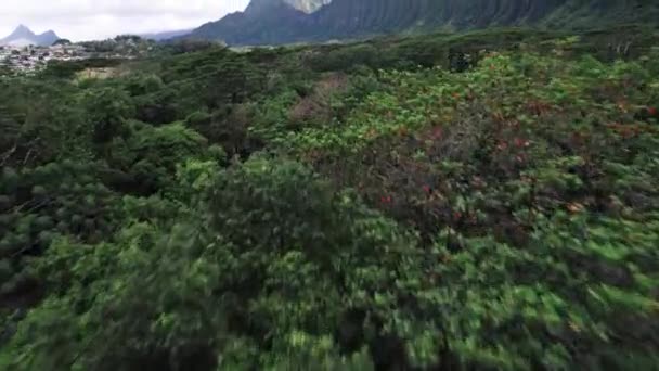 Aérea Del Jardín Botánico Hoomaluhia Hawai — Vídeo de stock
