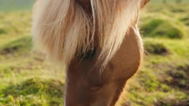 Ijslandse Paarden Grazen Berg Horse Farm Ijsland — Stockvideo