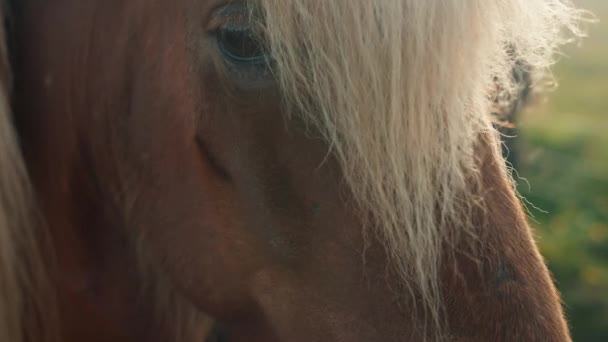 Cavalos Islandeses Pastando Fazenda Berg Islândia — Vídeo de Stock