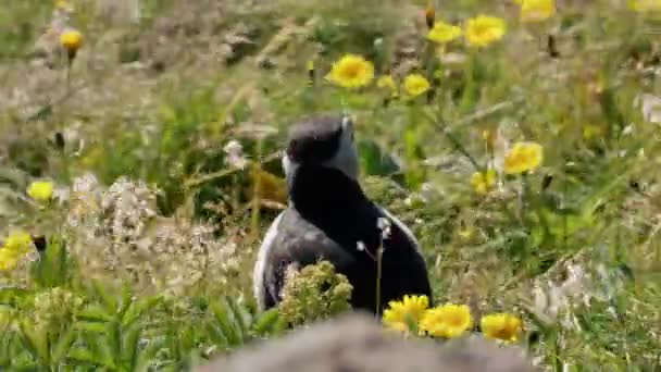 Atlantlunnefågel Islands Sydkust — Stockvideo