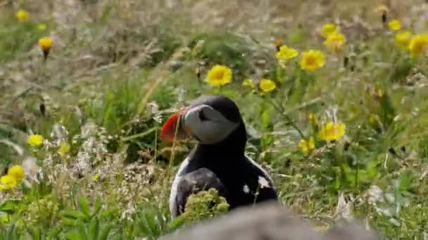 冰岛南部海岸的大西洋海雀 — 图库视频影像