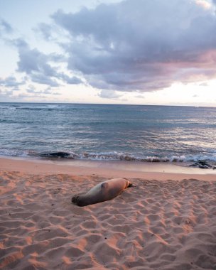 Kauai, Hawaii 'de Poipu Sahili' nde güneşlenen Keşiş fokları. Yüksek kalite fotoğraf. Gün batımında plajda uzanmış, seyirciler ve turistler izliyor..