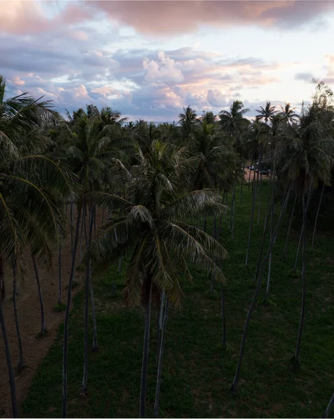 Aerial Drone Top Shot Lasu Palmowego Hawajach — Zdjęcie stockowe