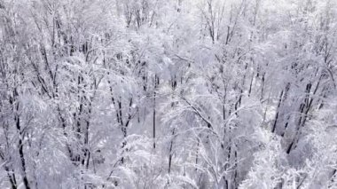 Kış Ormanı 'nda Hoar Frost' la uçan hava aracı. Aralık ayında Wisconsin 'de DJI Air 2' de çekilmiş. Güzel beyaz buz ve karla kaplı ağaçlar.