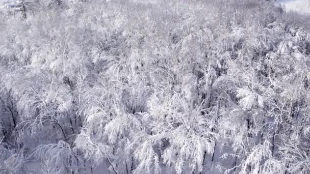 フロストと冬の森を飛んで空中ドローン 12月にDji Air 2でウィスコンシン州で撮影 美しい白い氷と雪に覆われた木々 — ストック動画