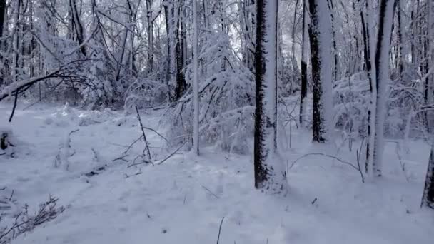 Repülő Drón Téli Erdőben Hoar Frosttal Decemberben Lőtték Wisconsinban Dji — Stock videók